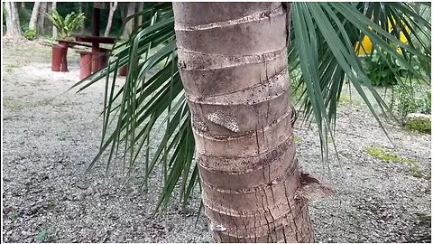 Preview supplied for Natural Slut Stella Gray Gets Covered In Cum In Tulum