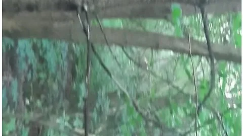 Preview supplied for We Go To The Forest Not Only For Mushrooms, But Also For Orgasms